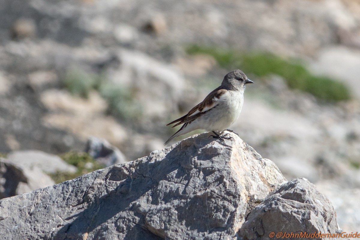 White-winged Snowfinch - ML636283992