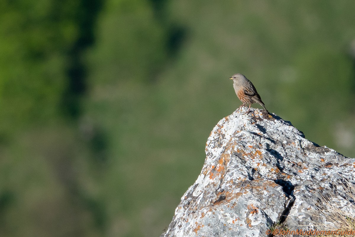 Alpine Accentor - ML636283999