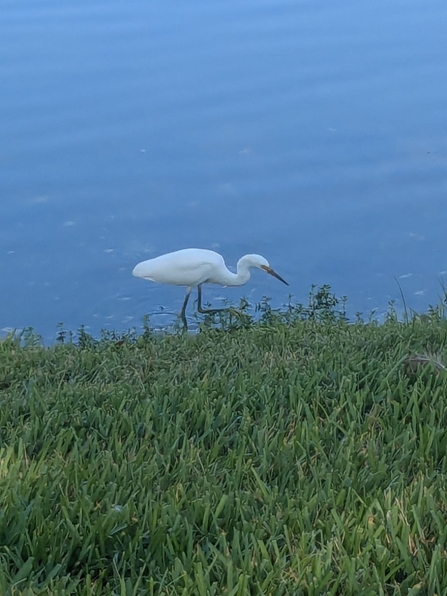 Snowy Egret - ML636284055