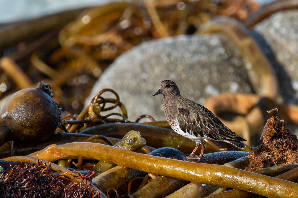 Black Turnstone - ML636284120