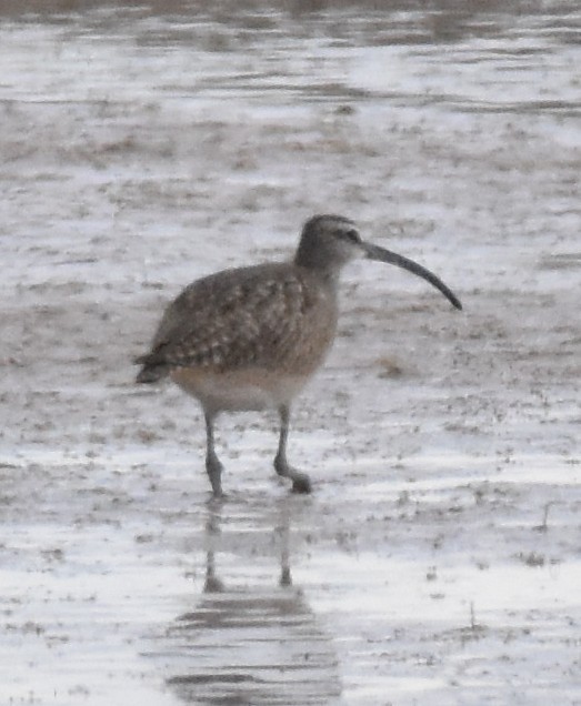 Whimbrel (Hudsonian) - ML636284193