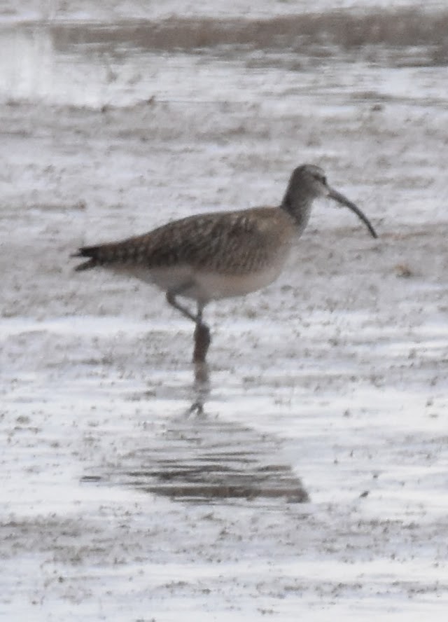 Whimbrel (Hudsonian) - ML636284228