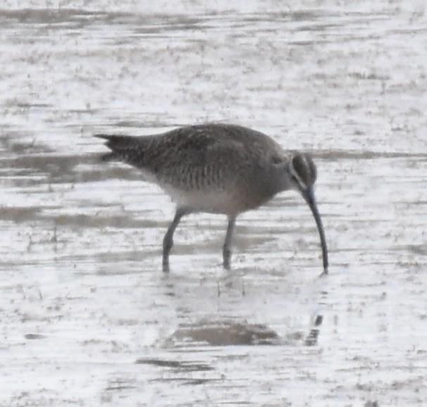 Whimbrel (Hudsonian) - ML636284229