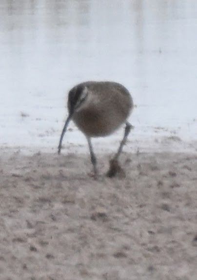 Whimbrel (Hudsonian) - ML636284230