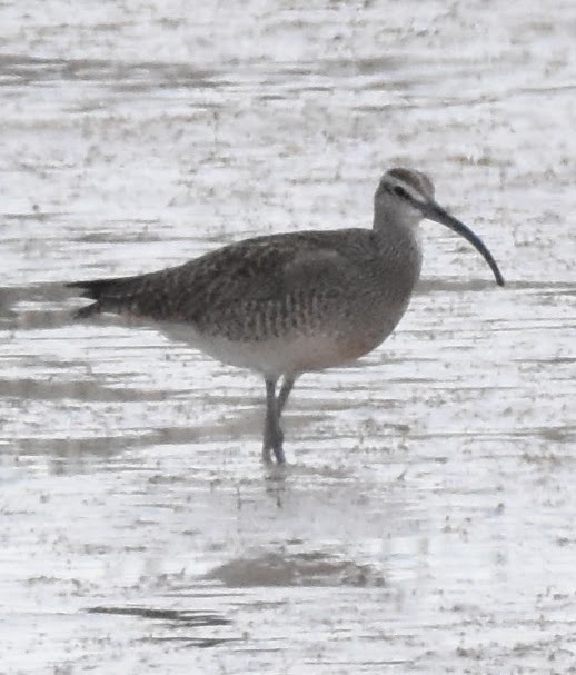Whimbrel (Hudsonian) - ML636284231