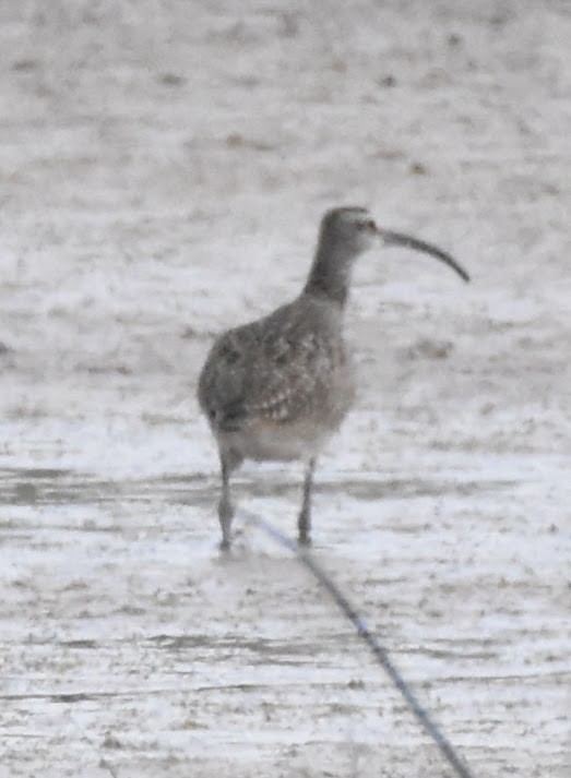 Whimbrel (Hudsonian) - ML636284233