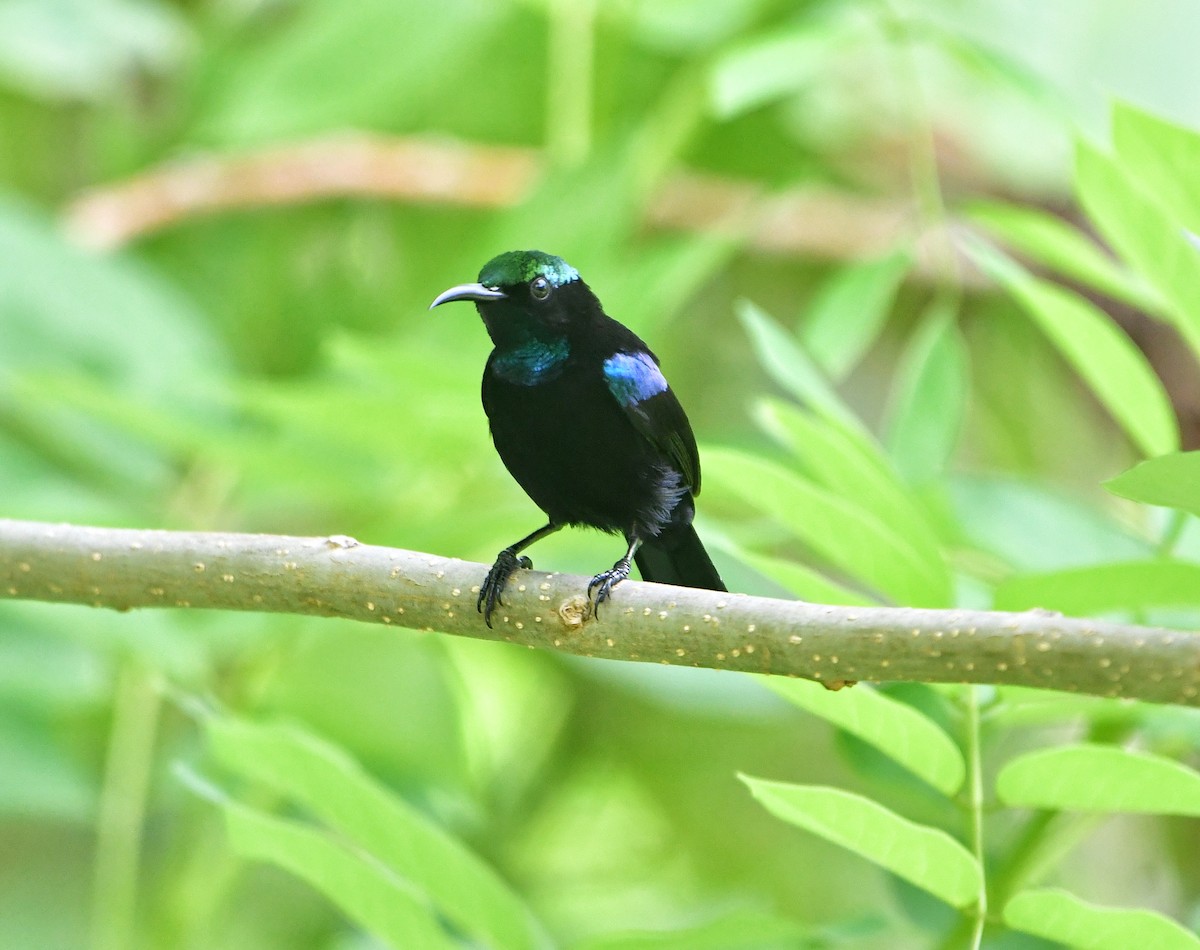 Seidennektarvogel - ML636284277