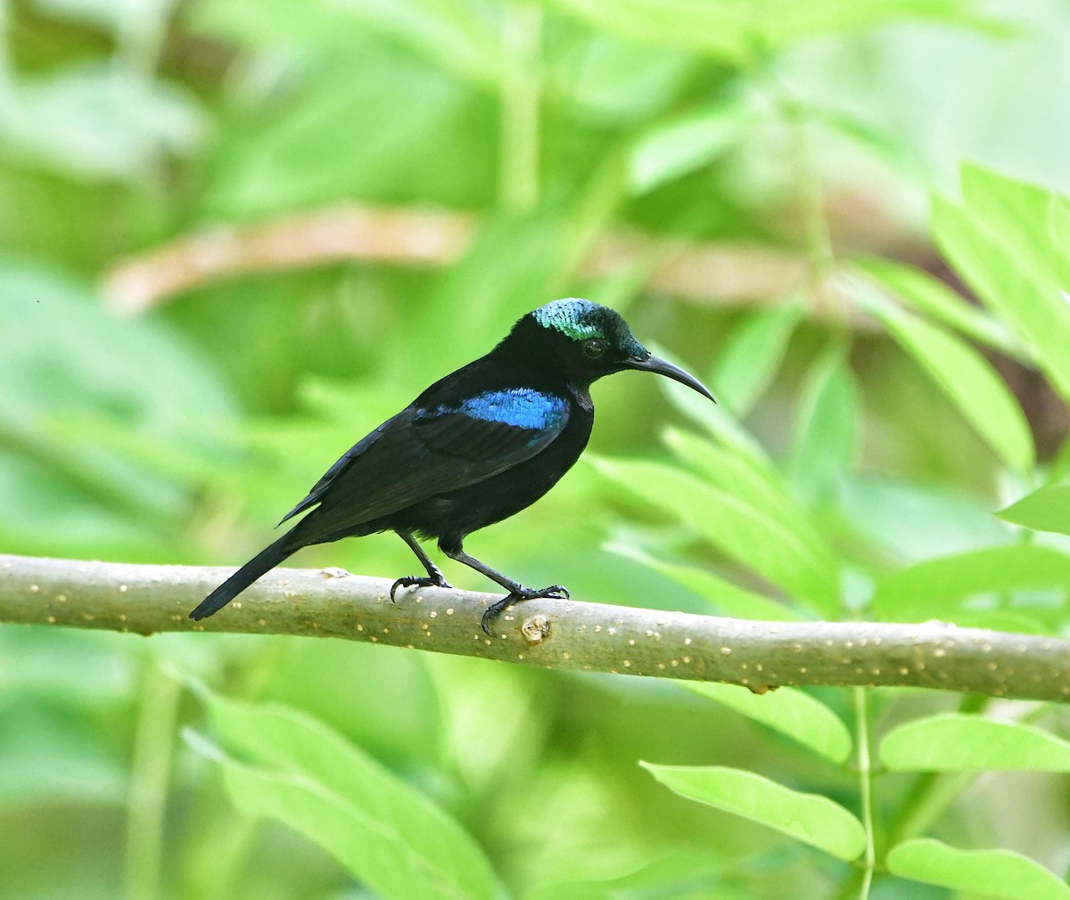 Seidennektarvogel - ML636284278