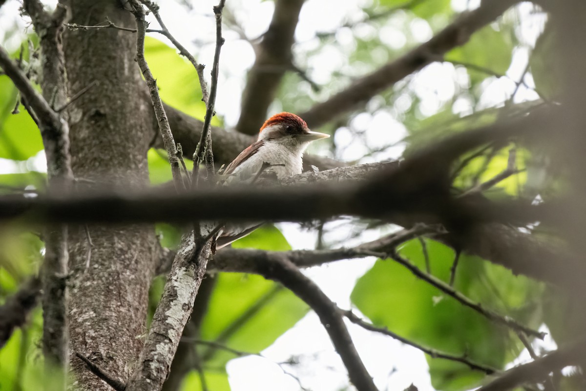 Scarlet-backed Woodpecker - ML636284310