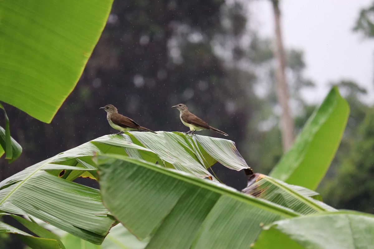 Swamp Greenbul - ML636284384