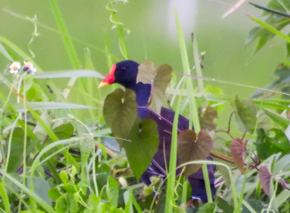 sivhøne - ML636284425