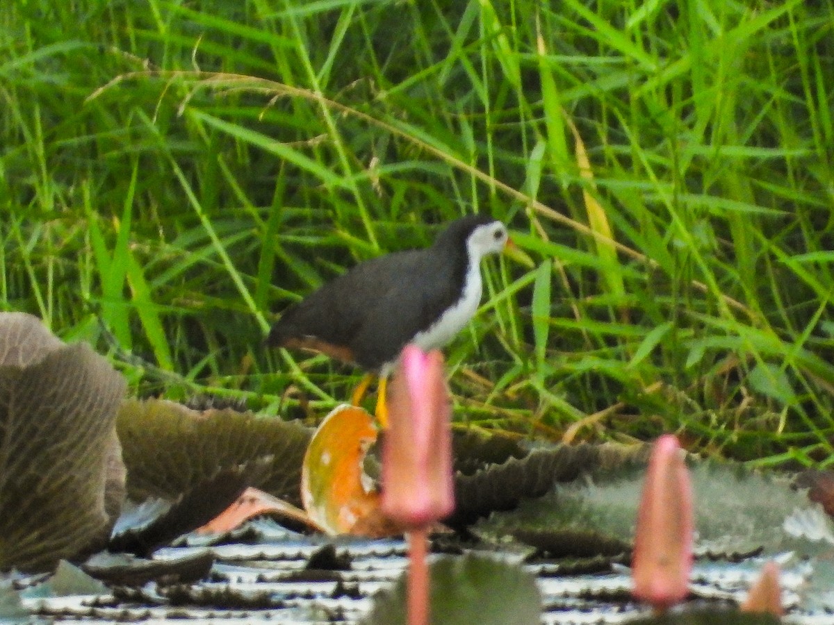 hvitbrystrikse - ML636284468