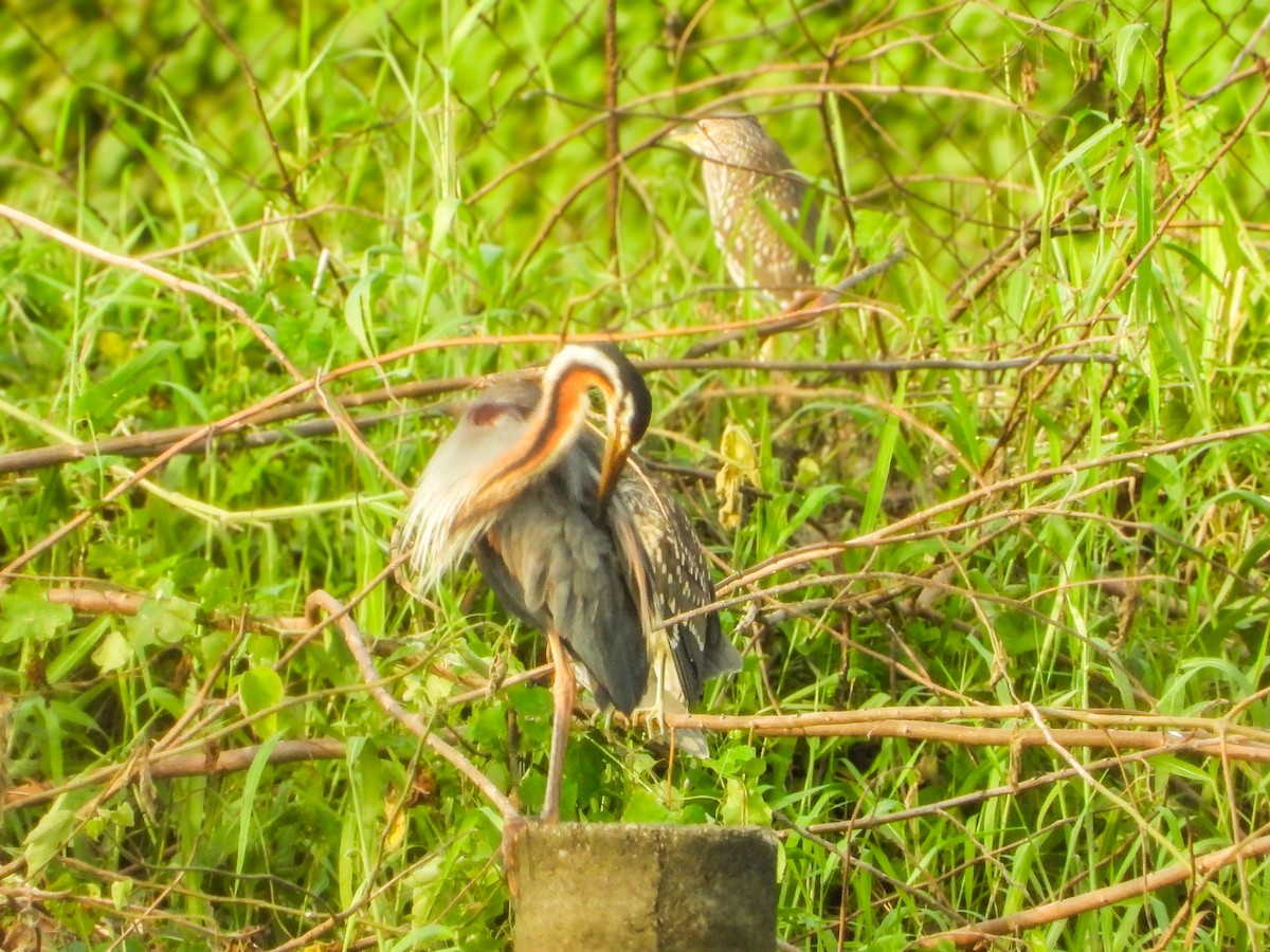 purpurhegre - ML636284479