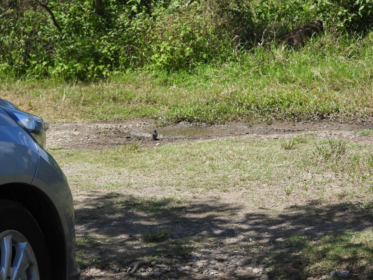 låvesvale - ML636284505