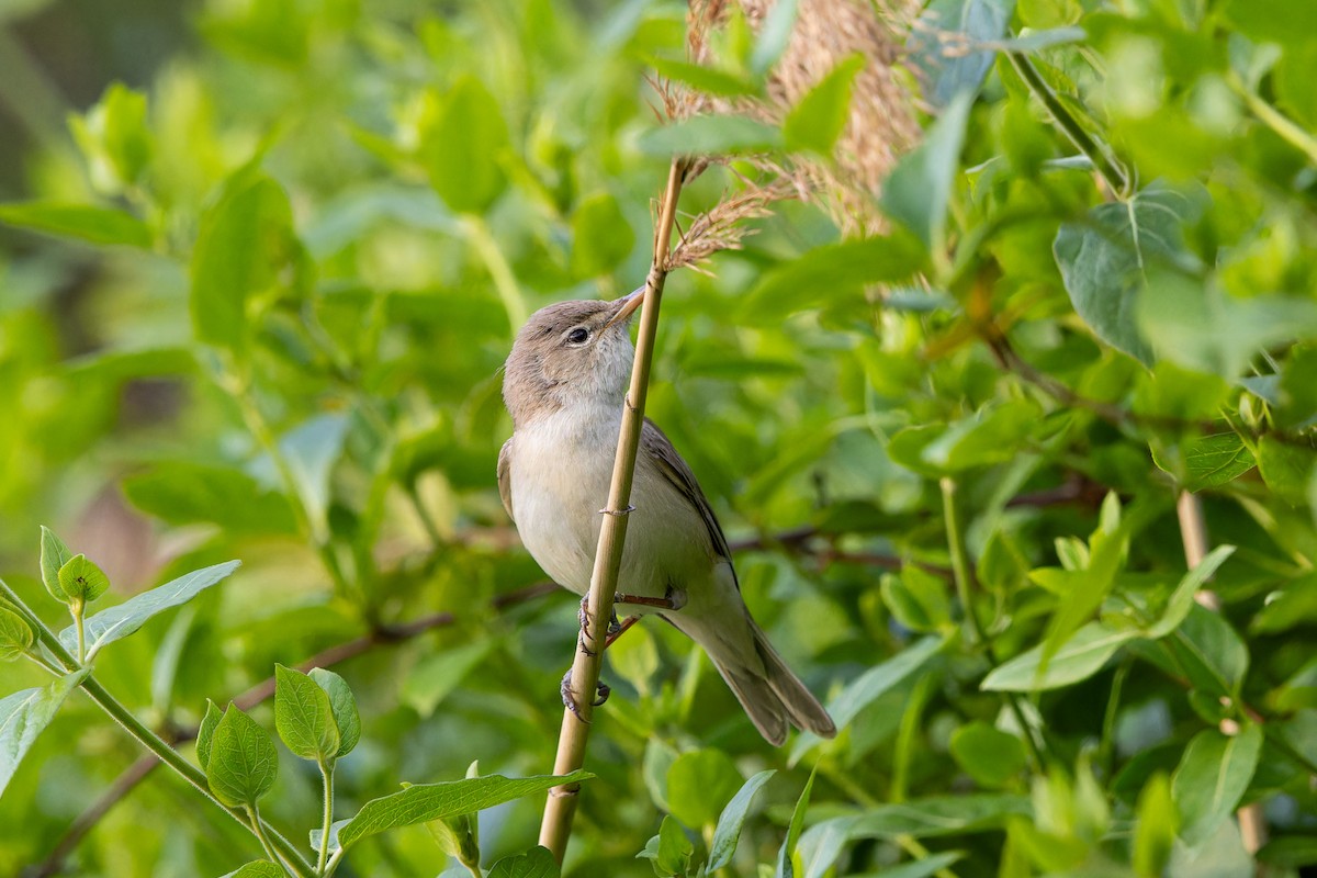Eastern Olivaceous Warbler - ML636284508