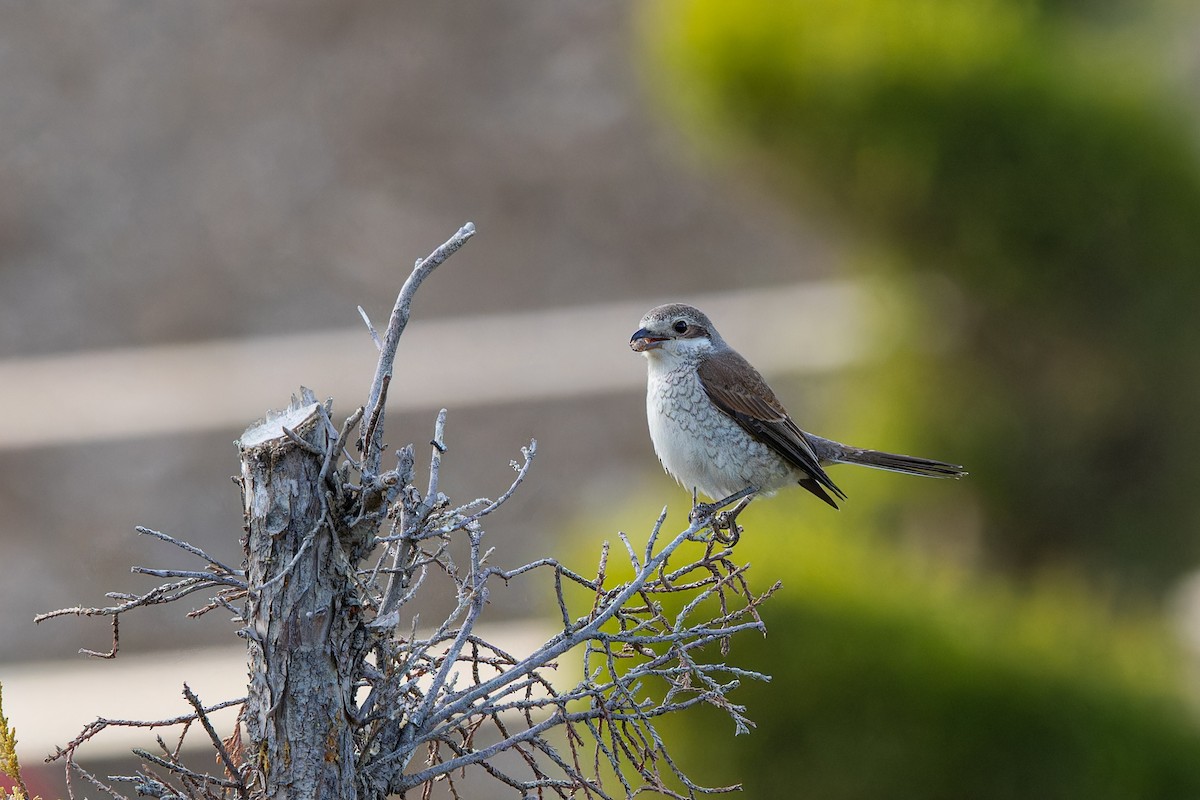 Red-backed Shrike - ML636284509
