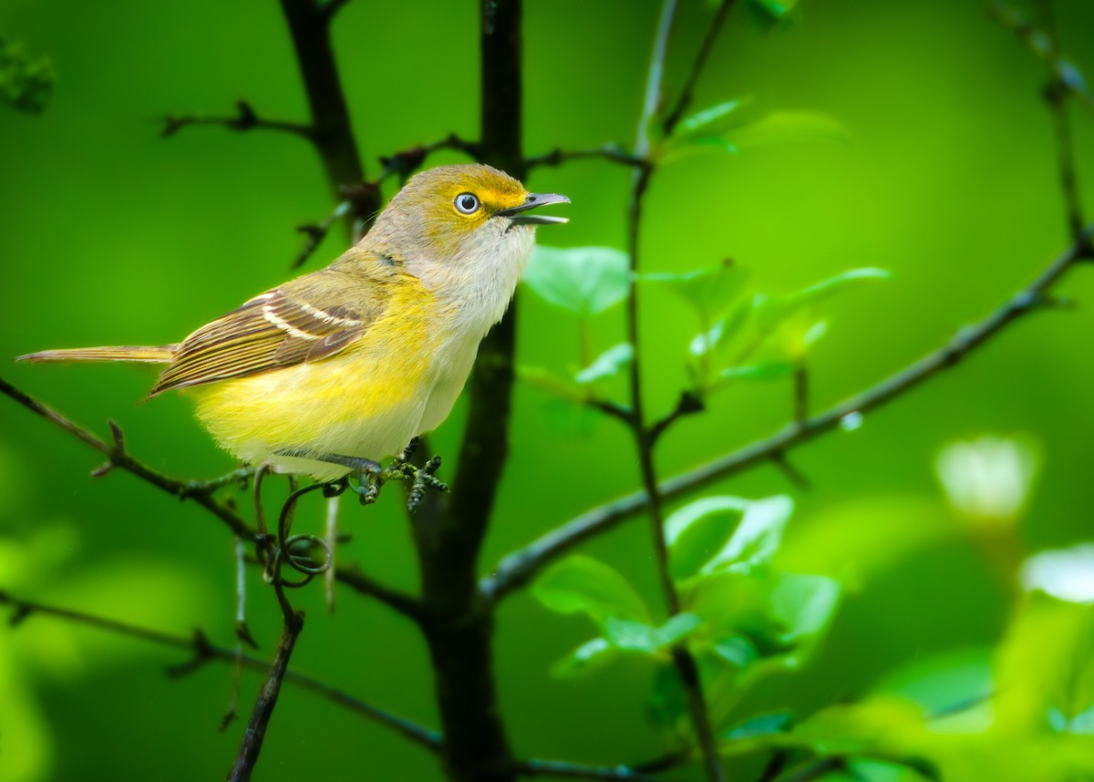 White-eyed Vireo - ML636284517