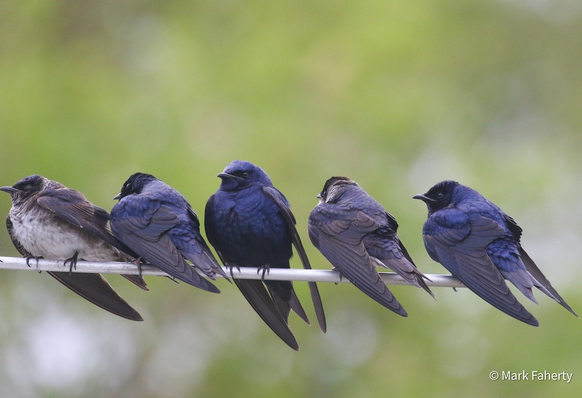 Purple Martin - ML636284519