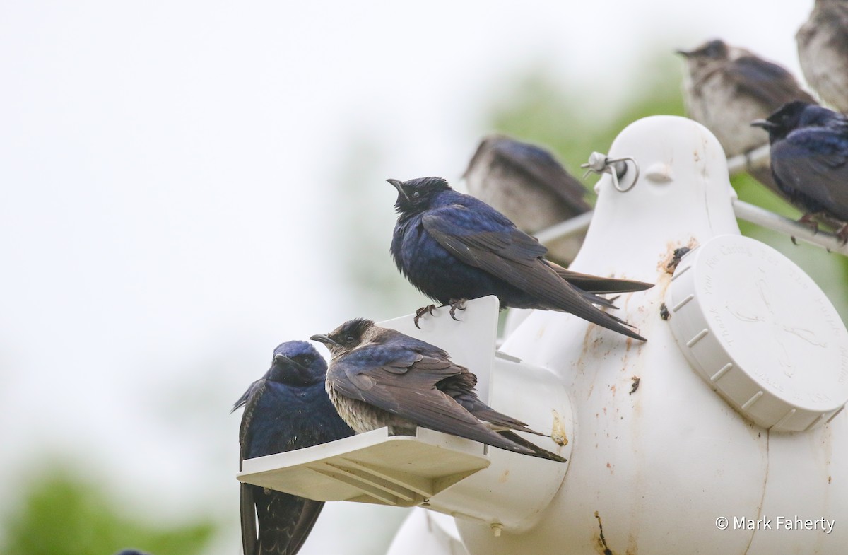 Purple Martin - ML636284520