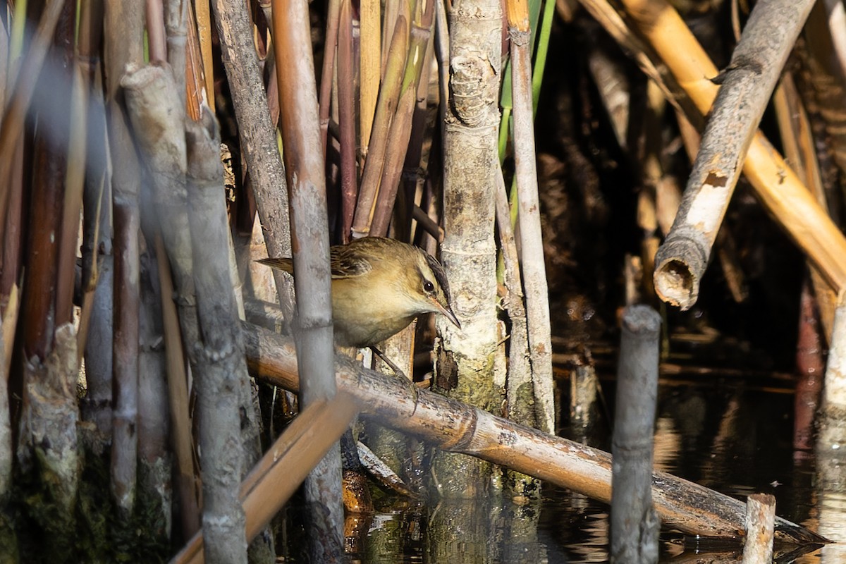 Sedge Warbler - ML636284531