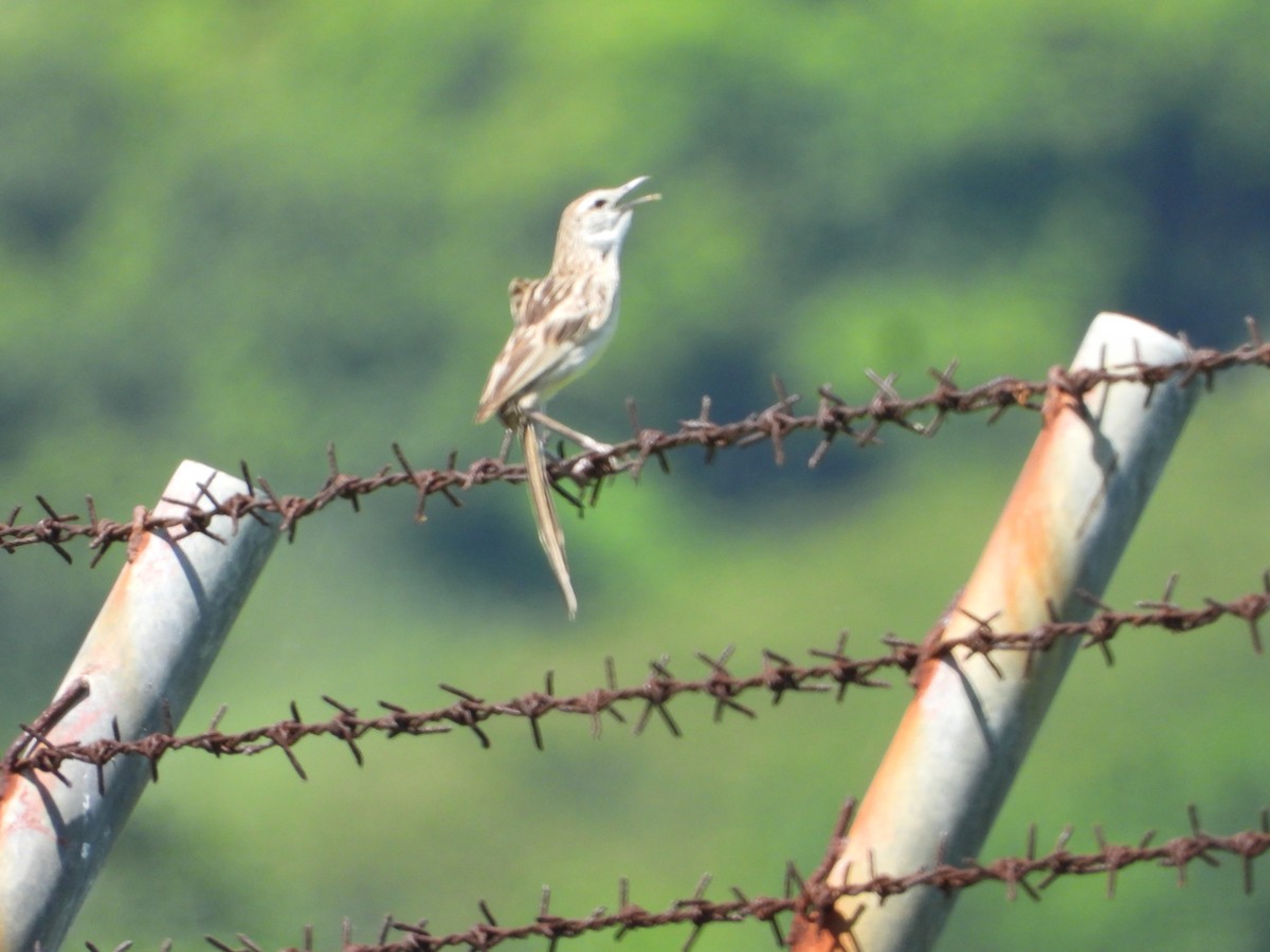 vippestjertsanger - ML636284532