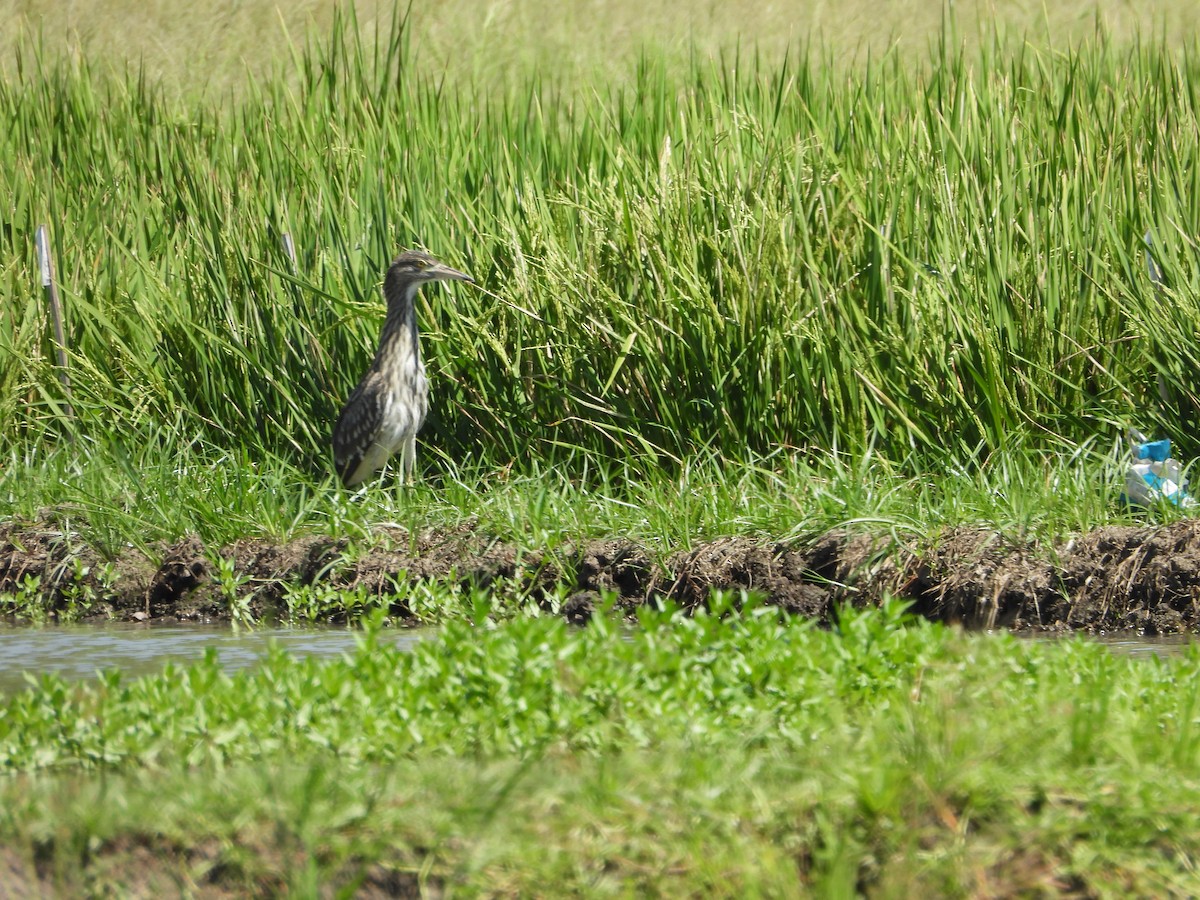 natthegre - ML636284538