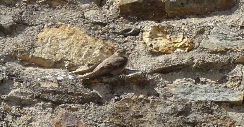 Eurasian Crag-Martin - ML636284573