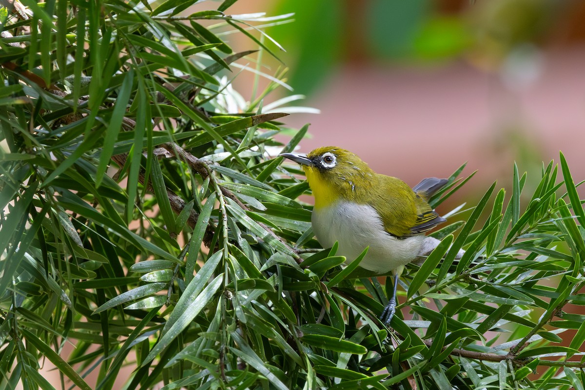 Malagasy White-eye - ML636284597