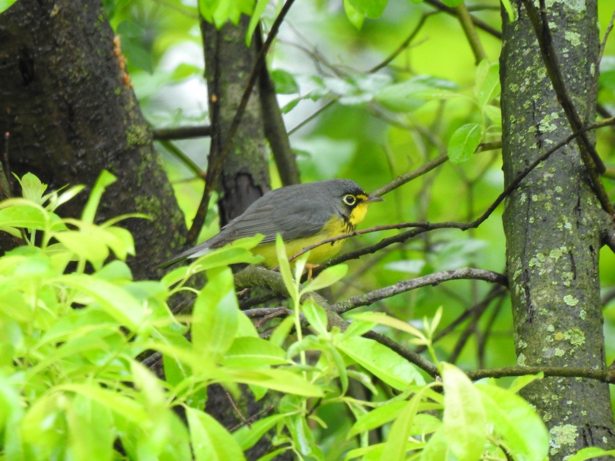Canada Warbler - ML636284611