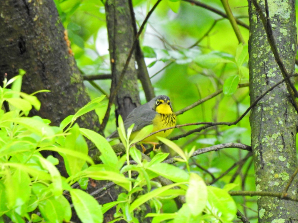 Canada Warbler - ML636284617