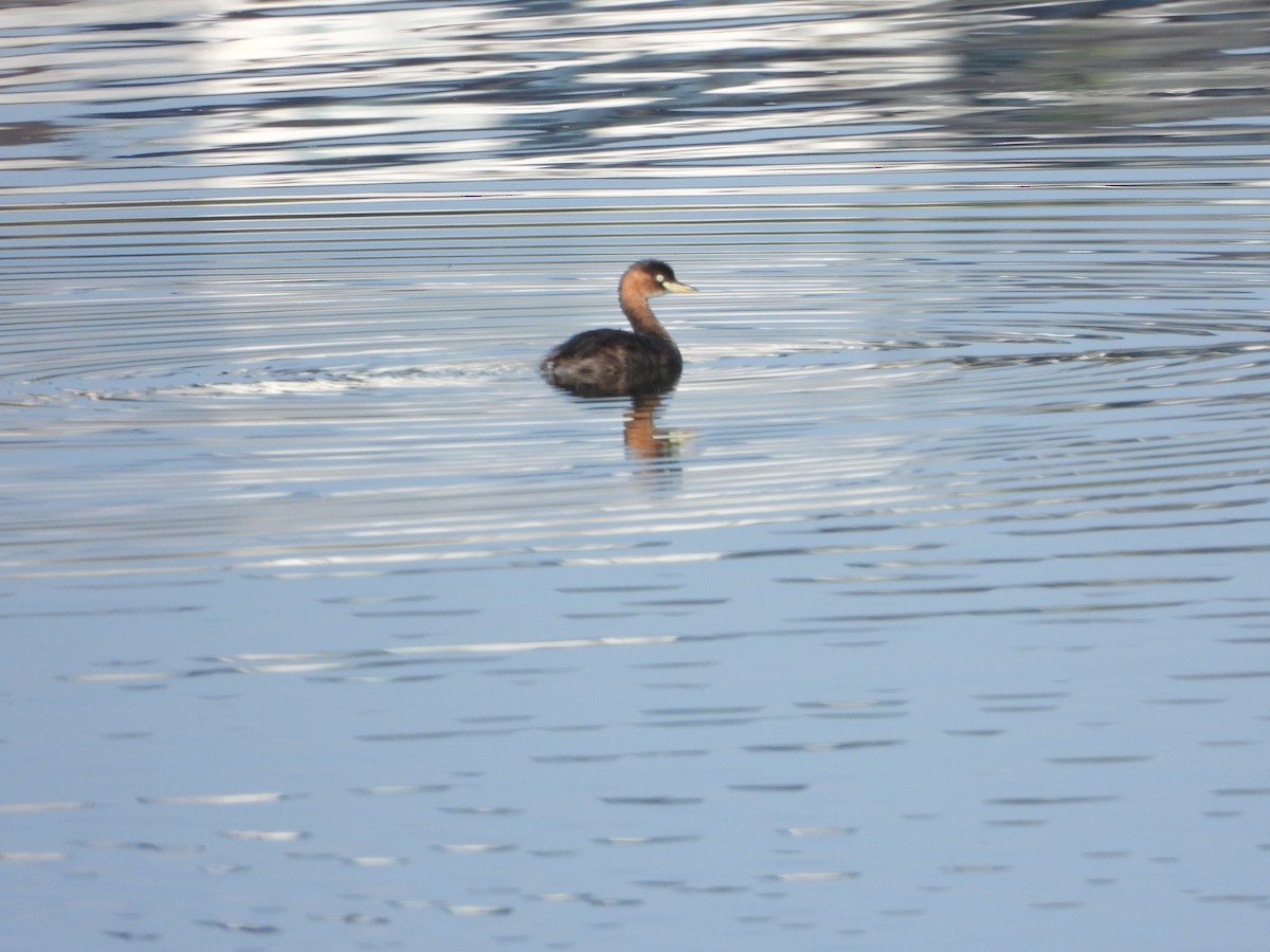 Little Grebe - ML636284652