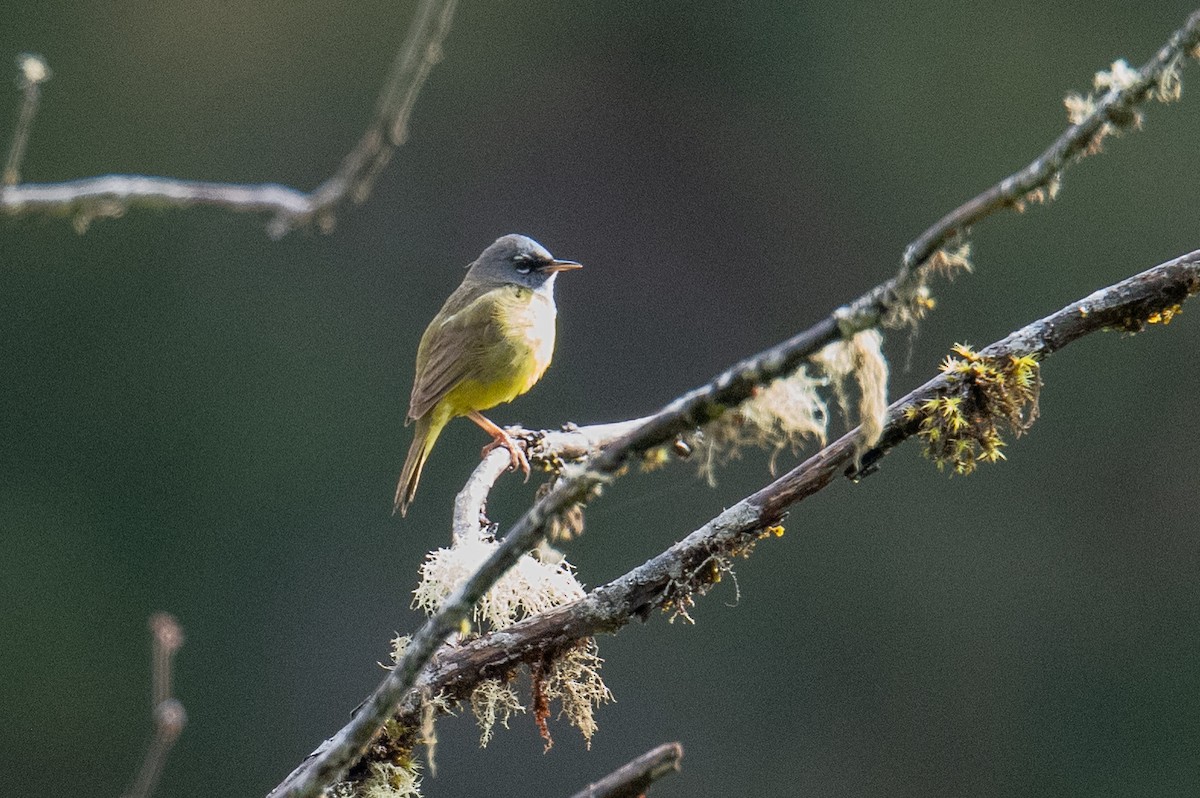 MacGillivray's Warbler - ML636284654