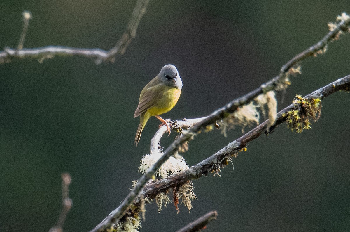 MacGillivray's Warbler - ML636284655