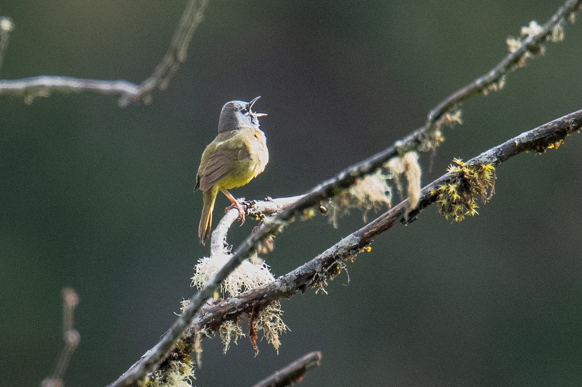 MacGillivray's Warbler - ML636284656