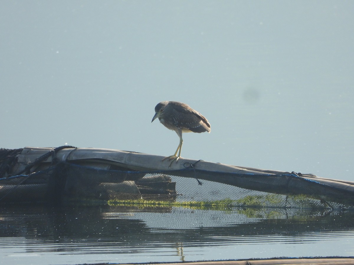 Black-crowned Night Heron - ML636284676