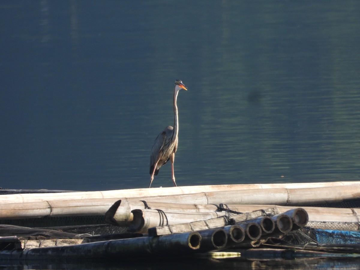 Gray Heron - ML636284691