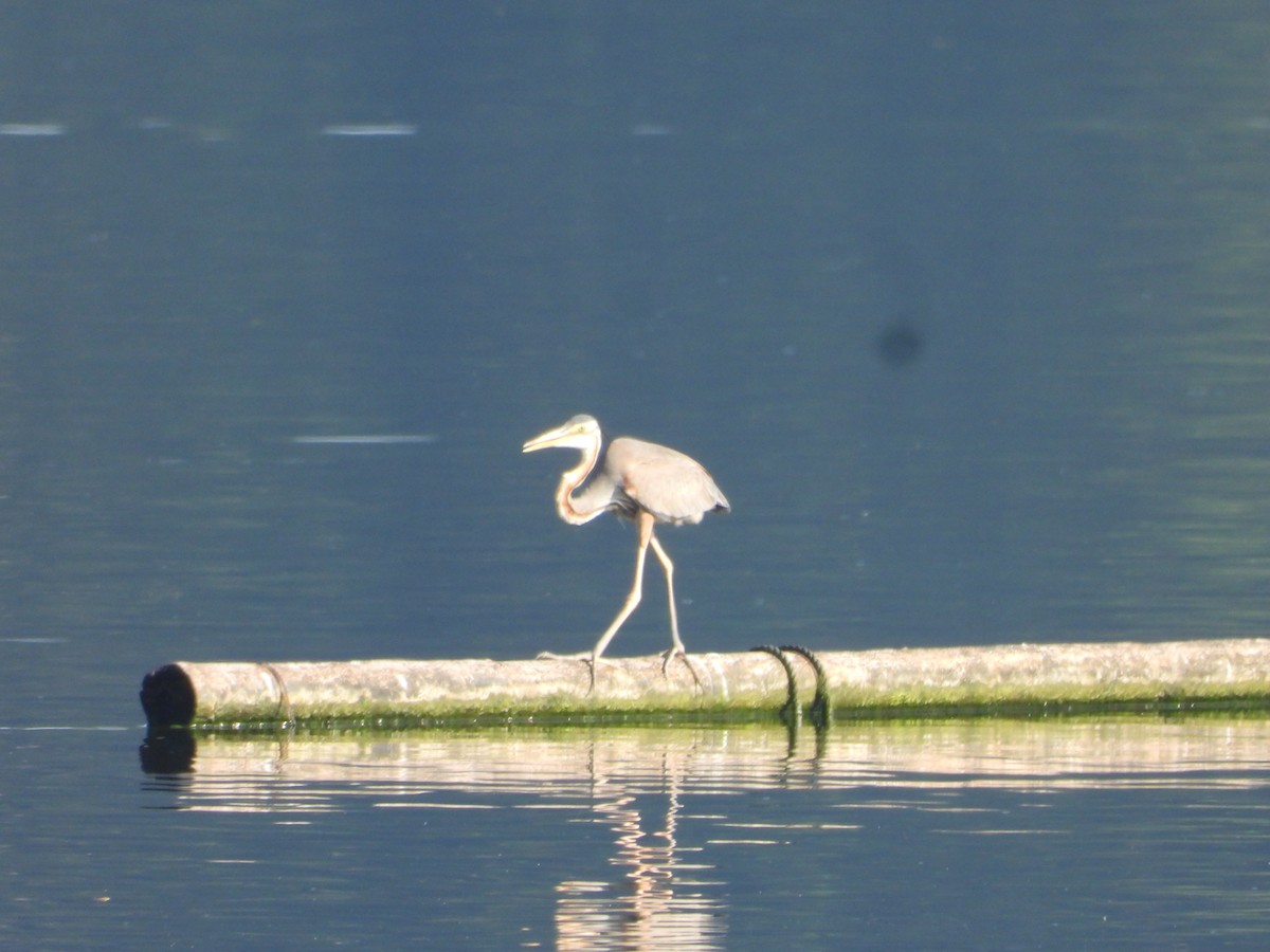 Purple Heron - ML636284703