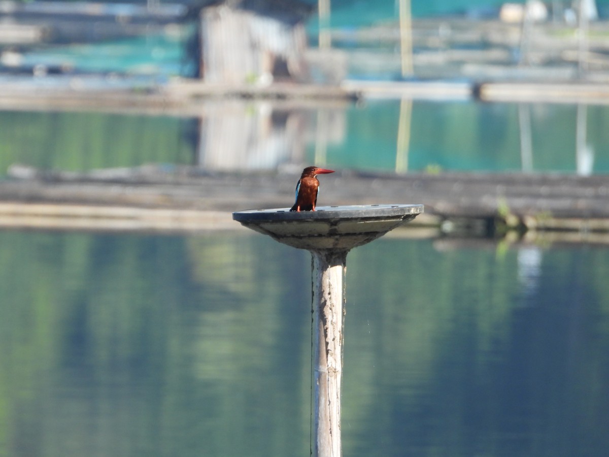 Brown-breasted Kingfisher - ML636284755
