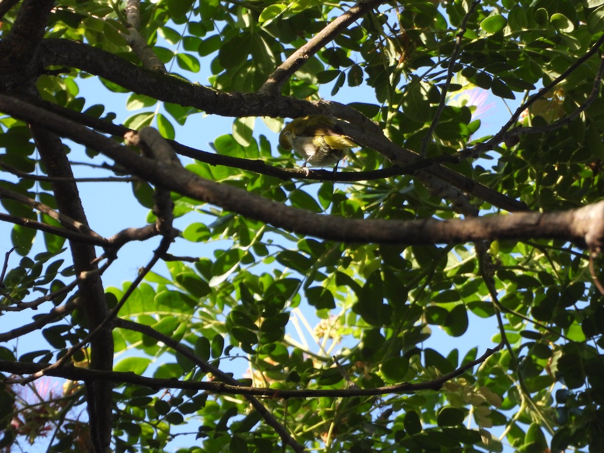 Lowland White-eye - ML636284780