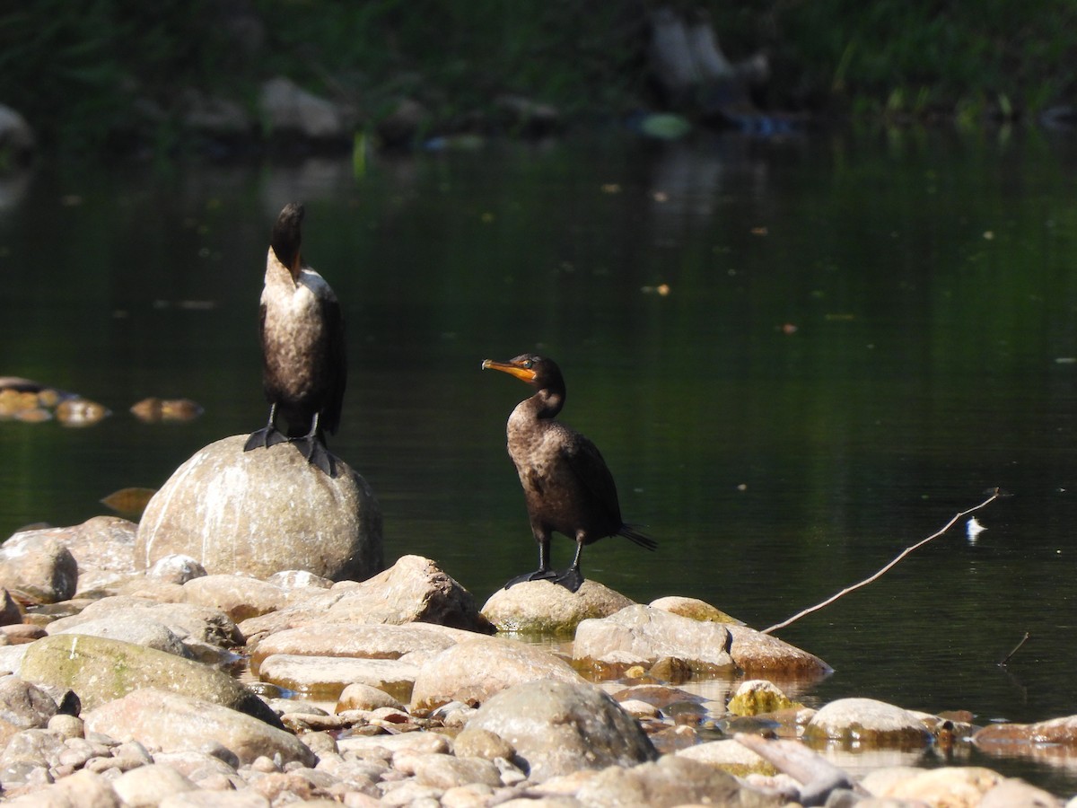 Double-crested Cormorant - ML636284884