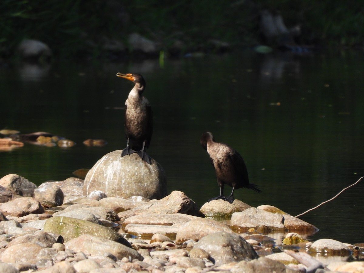 Double-crested Cormorant - ML636284885