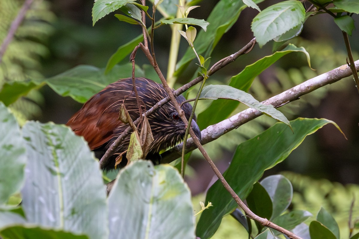 Malagasy Coucal - ML636284888