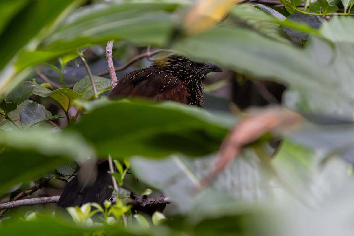 Malagasy Coucal - ML636284889