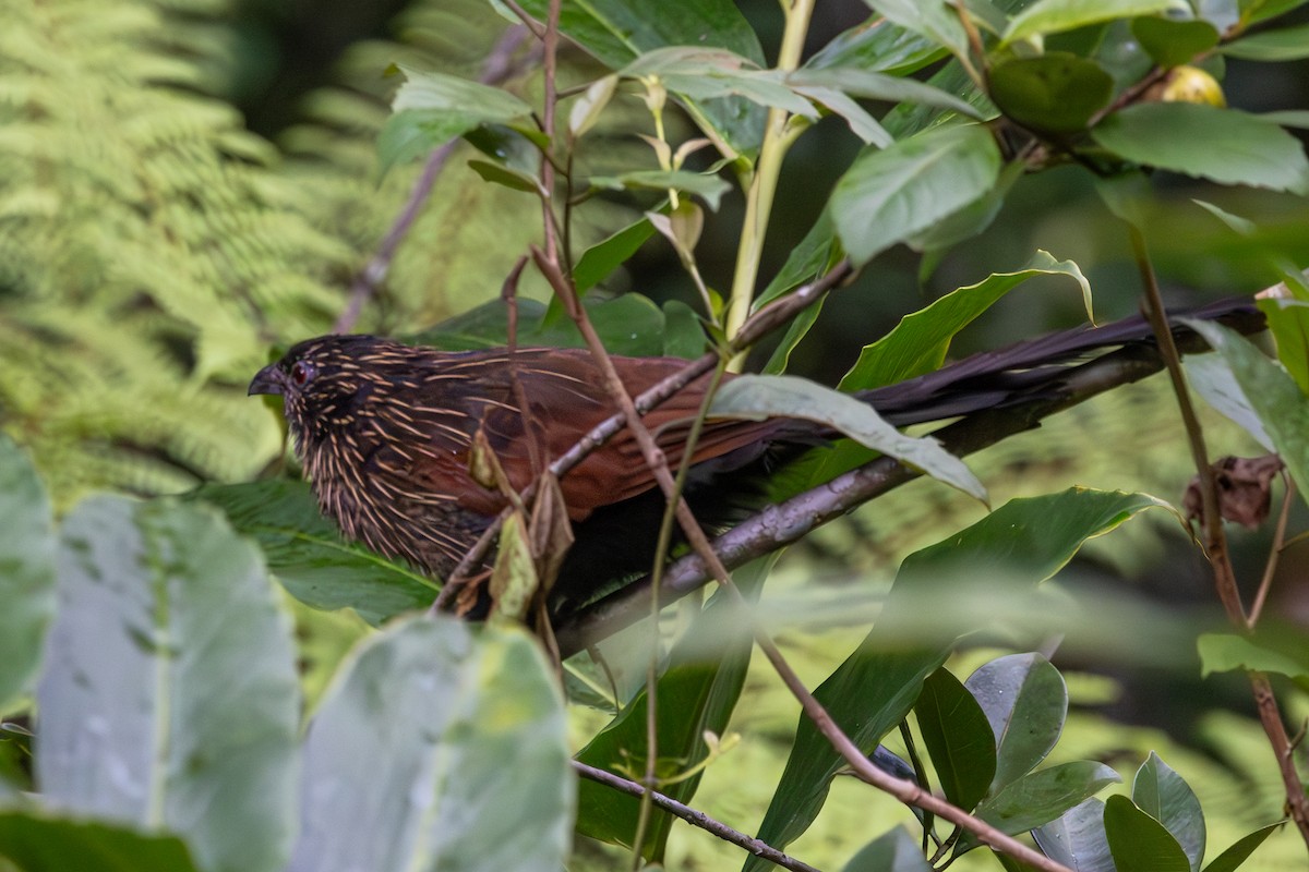 Malagasy Coucal - ML636284890