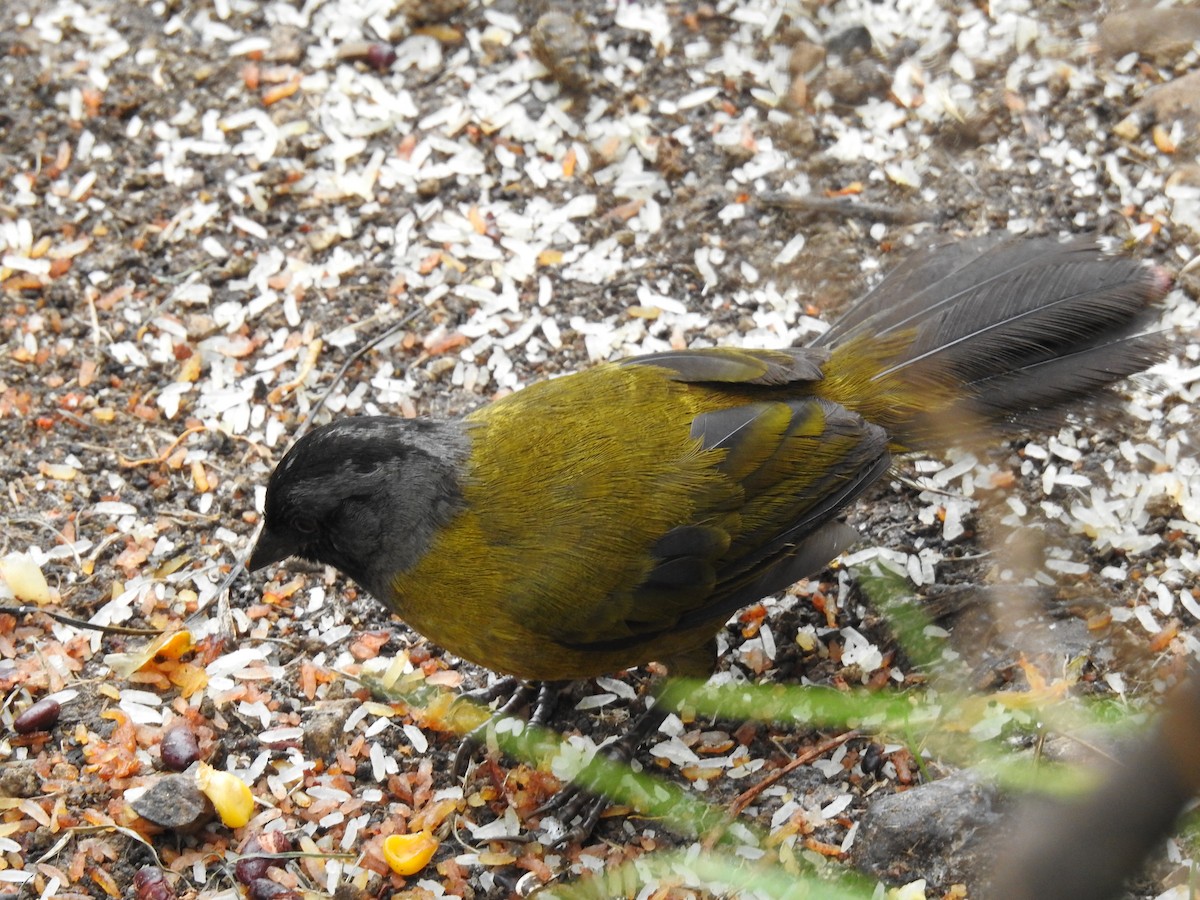 Large-footed Finch - ML636285002