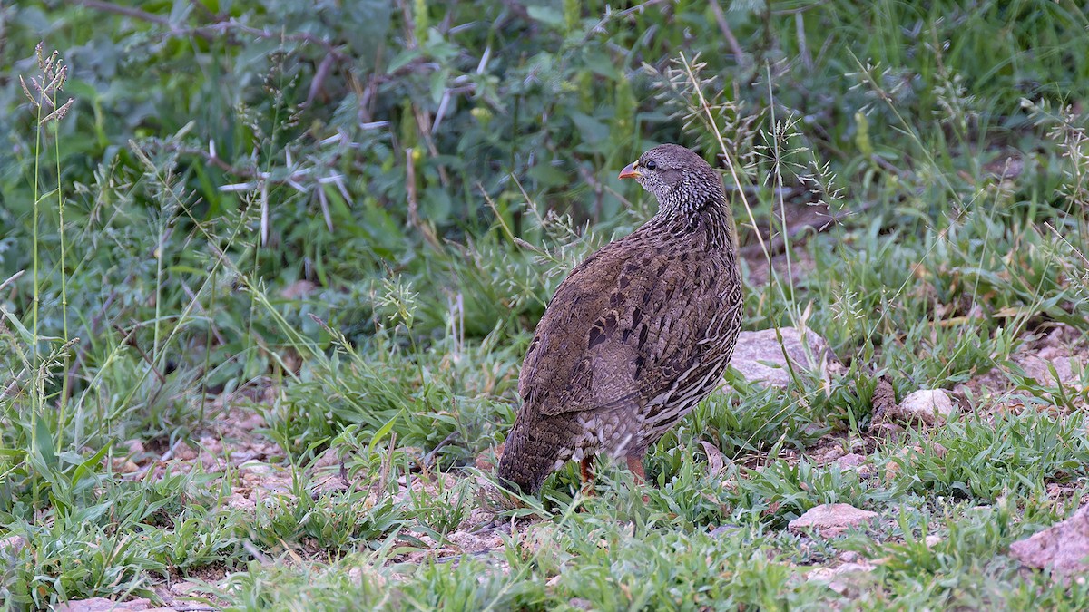 Natal Spurfowl - ML636285061