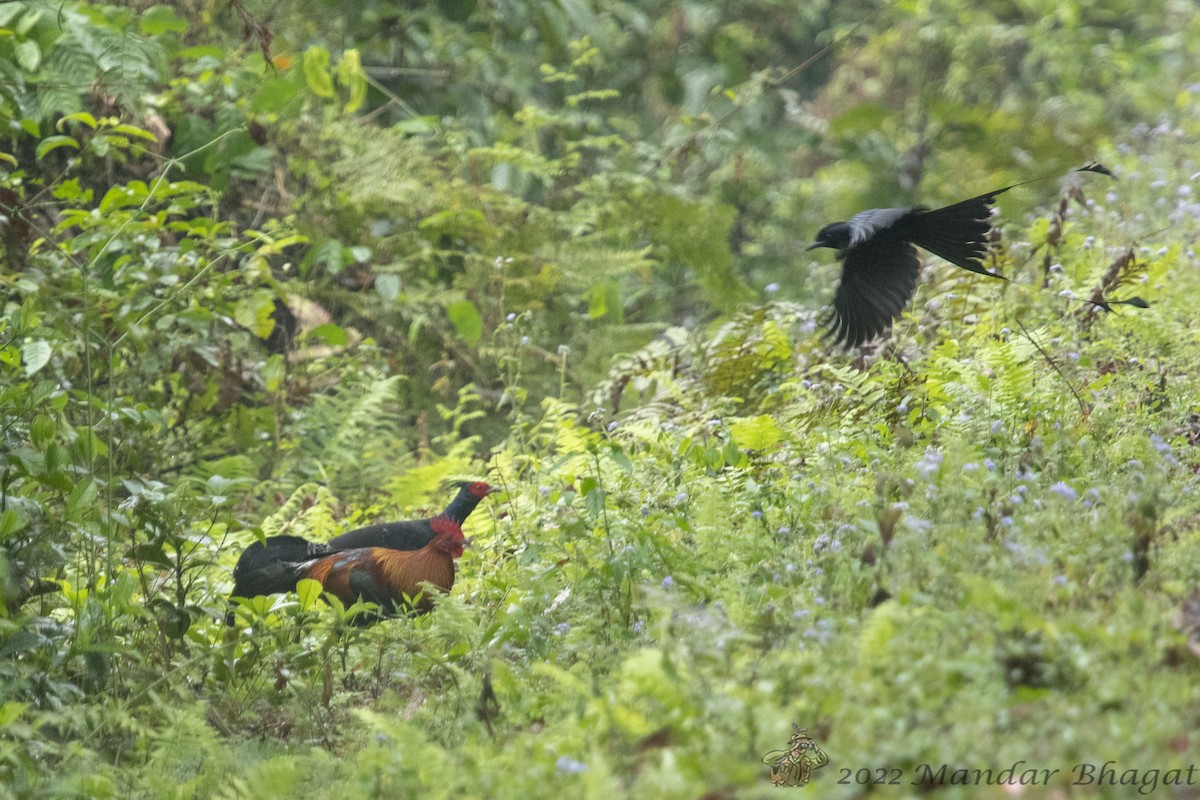 Red Junglefowl - ML636285089
