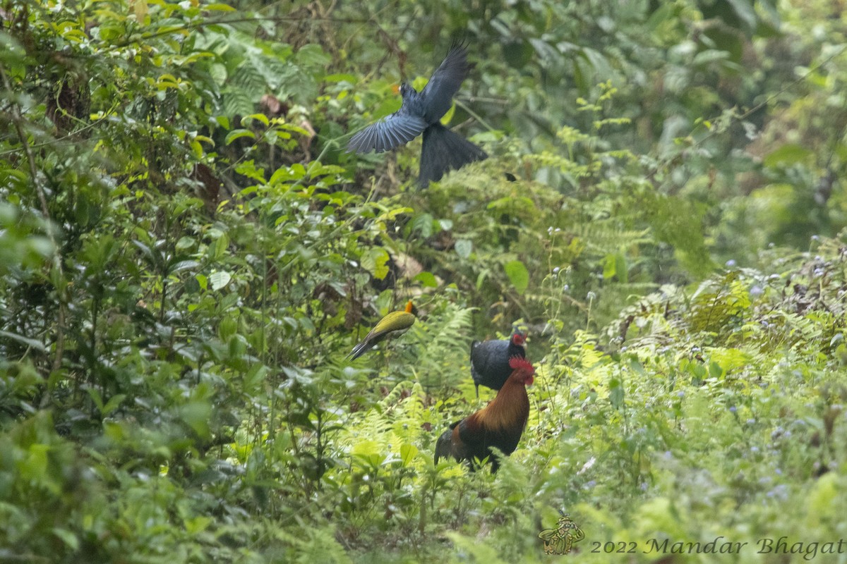 Greater Yellownape - ML636285099