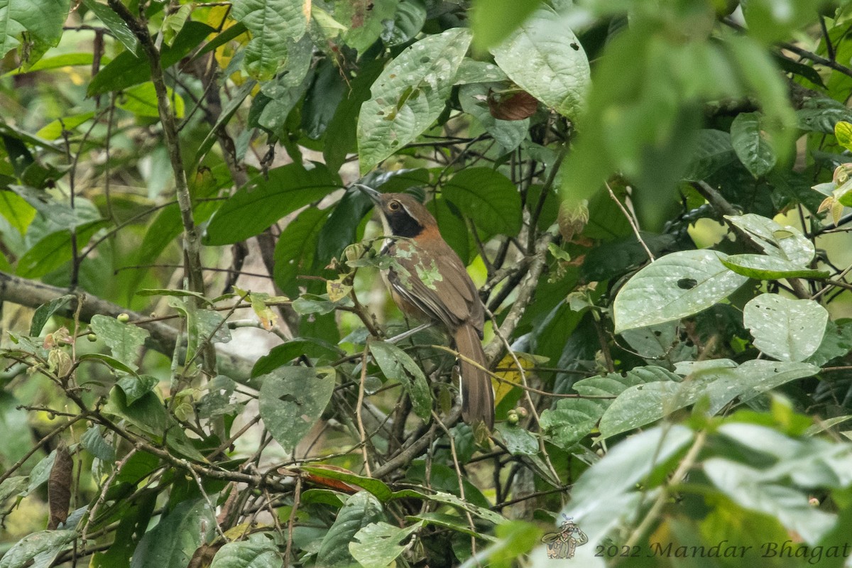 Lesser Necklaced Laughingthrush - ML636285115