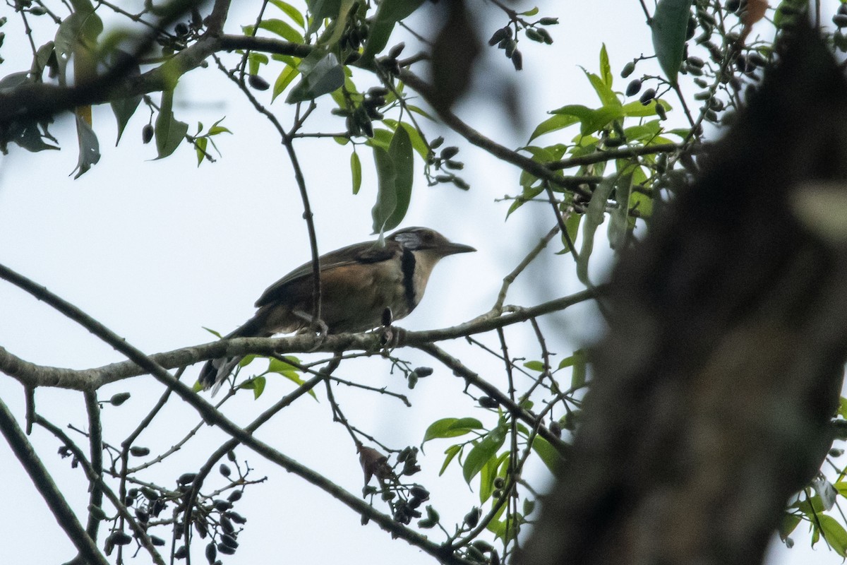 Greater Necklaced Laughingthrush - ML636285125